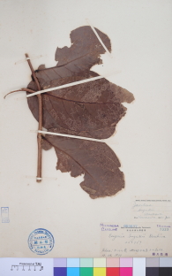 Specimen thumbnail